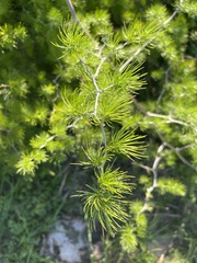 Asparagus retrofractus