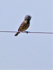 Sporophila ruficollis
