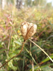Lilium martagon pilosiusculum