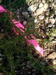 Ratibida columnifera