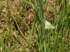 Pieris rapae