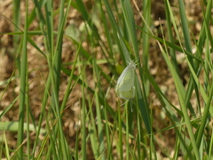 Pieris rapae