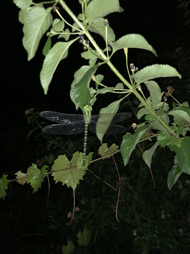 Coryphaeschna ingens image