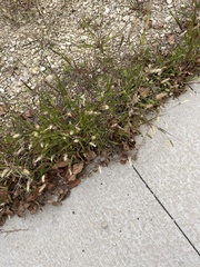 Setaria viridis