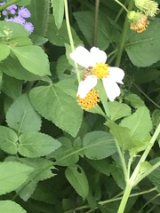 Episyrphus balteatus