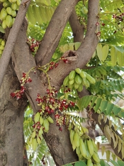 Averrhoa bilimbi
