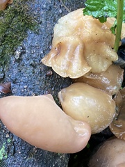 Auricularia