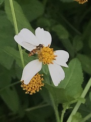 Episyrphus balteatus