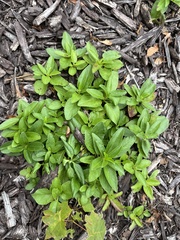 Magnoliopsida