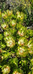 Leucadendron strobilinum