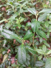 Ericaceae