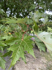 Acer