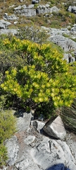 Leucadendron strobilinum