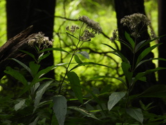 Eutrochium purpureum
