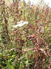 Achillea asiatica