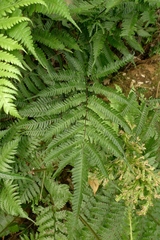 Pteris pacifica