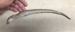Gymnothorax nigromarginatus