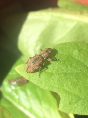 Pantomorus cervinus