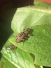 Pantomorus cervinus