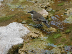 Cinclodes albiventris