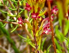 Microdon dubius