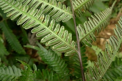 Pteris pacifica