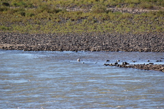 Chroicocephalus serranus