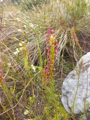 Microdon dubius
