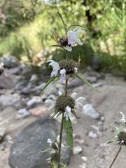 Monarda pectinata
