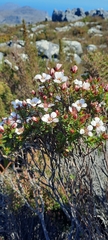 Adenandra