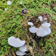 Pseudohydnum gelatinosum