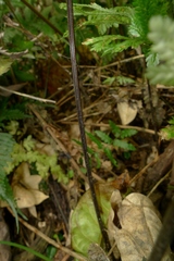 Pteris pacifica