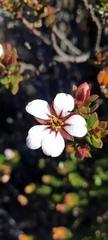Adenandra