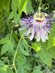 Xylocopa virginica virginica