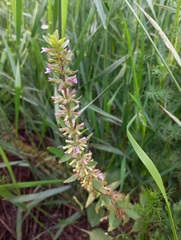 Dracocephalum thymiflorum