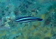 Labropsis manabei