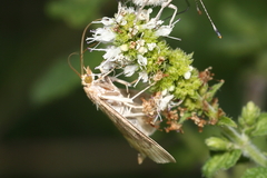 Udea lutealis