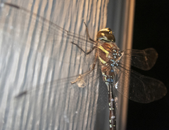 Aeshna tuberculifera