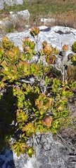 Leucadendron strobilinum