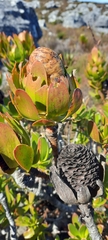Leucadendron strobilinum