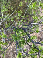 Diospyros lycioides
