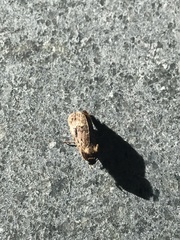 Agrotis segetum