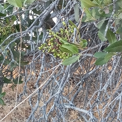 Heteromeles arbutifolia