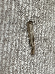 Agriphila vulgivagellus