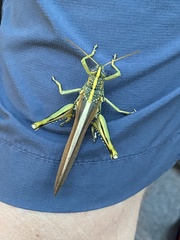 Schistocerca lineata