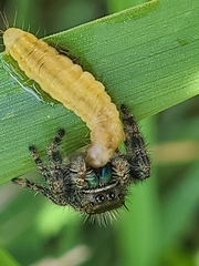 Phidippus