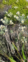 Osmitopsis asteriscoides