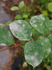 Erysiphe symphoricarpi