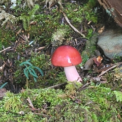 Russula rosacea