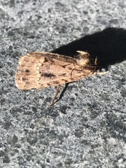 Agrotis segetum